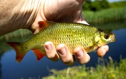 rudului parametrii