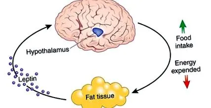 hogy leptin