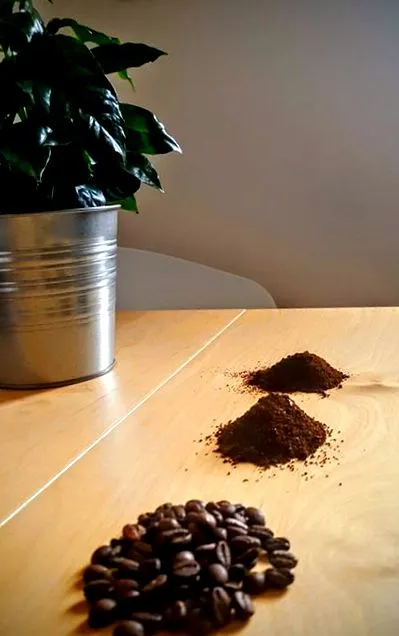 cafea