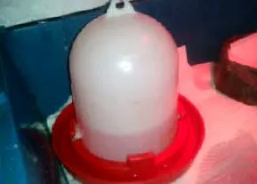 kiskacsák
