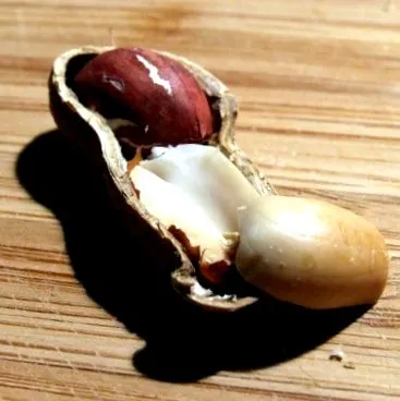 szerepet játszik