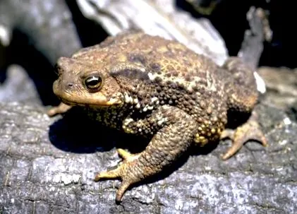 varangy