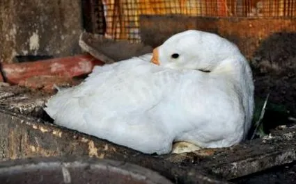 saját
