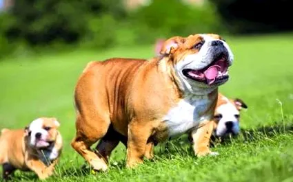 bulldog