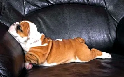 bulldog