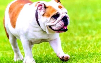 bulldog