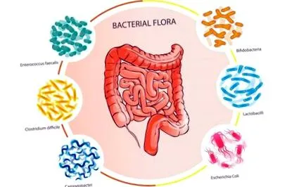 organisme metabolizare