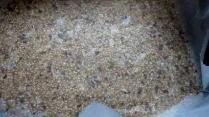 quinoa