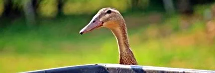 saját