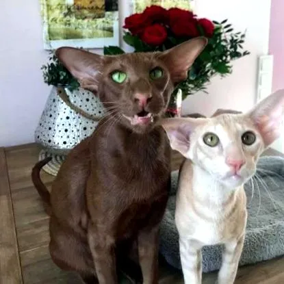 lexacats