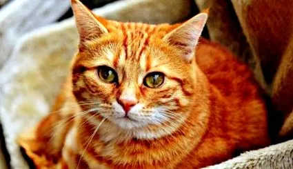 pisici