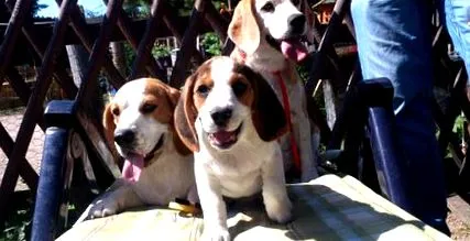 beagle-vonderkrayenburg-des