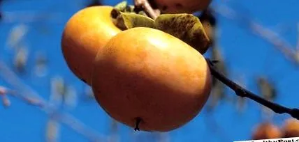 datolyaszilva
