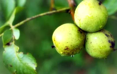 mișcări