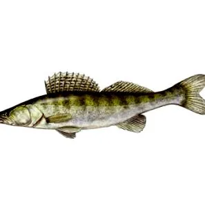 риболов