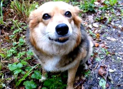 како