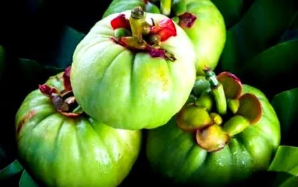tamarind
