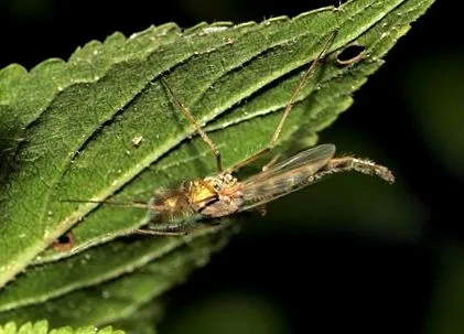 repülése