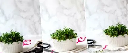 tippek ételfotózási