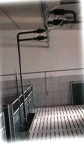 sertések