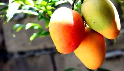 fructe