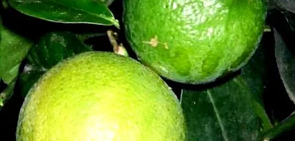 bucată