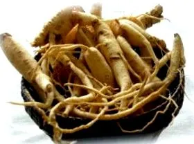 Angelica sinensis