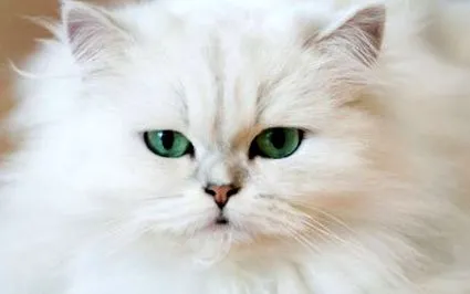 perzsa