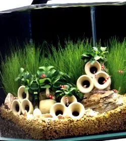 ракчиња