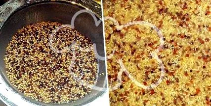 quinoa