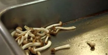 kardamommal tengeri