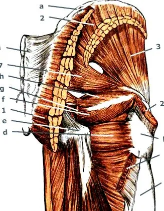 ossis ilii