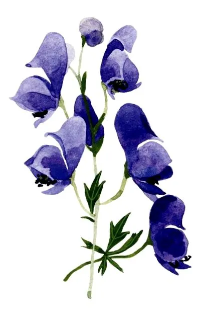 weleda
