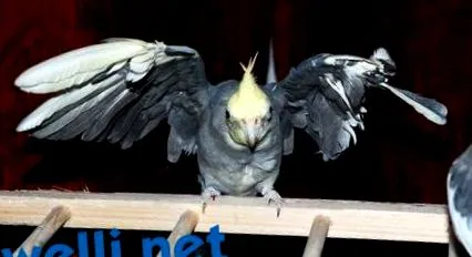 aripi aripi