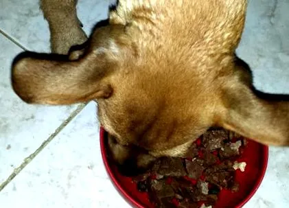 alimentație