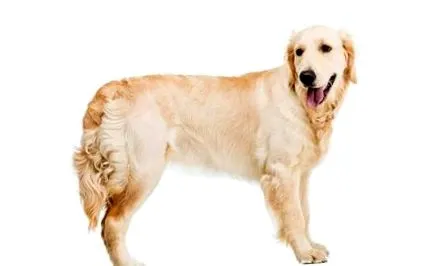 златен