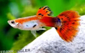 reticulata