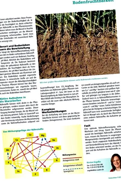 plantelor
