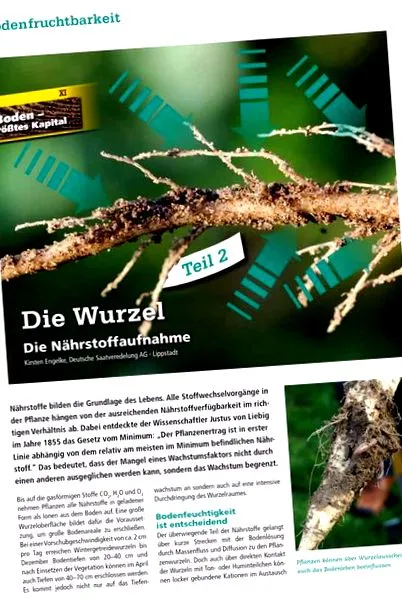 schäfli