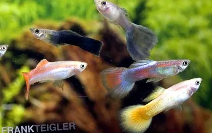 reticulata