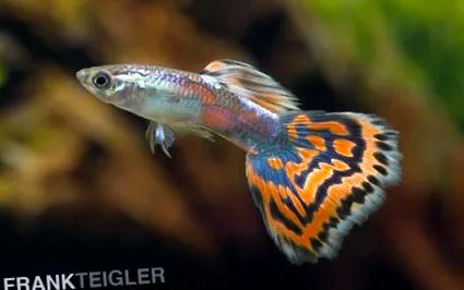 reticulata