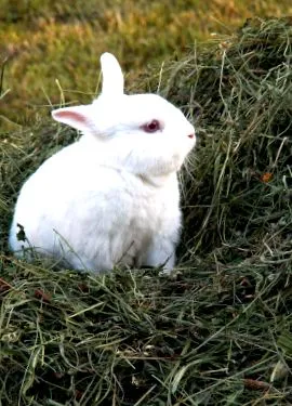 сено
