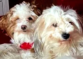 eladó havanese