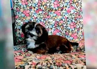 Havanese kiskutya kiskutyák
