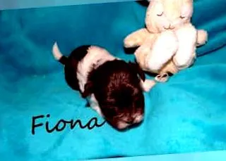 kölyköket Havanese kiskutya