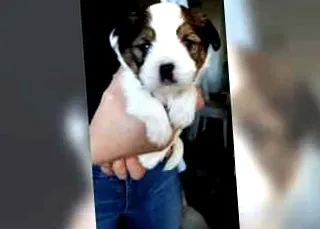 kölyköket Havanese kiskutya