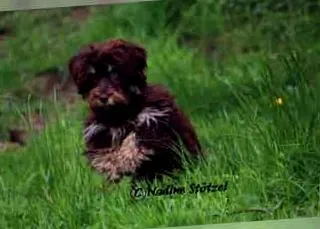 Havanese kiskutya kölyköket