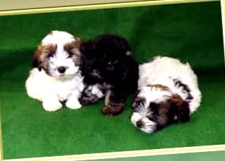 kiskutyák Havanese kiskutya