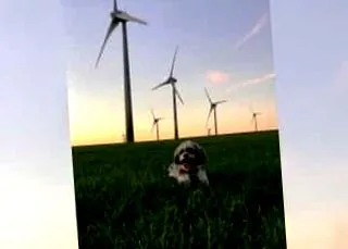 eladó havanese
