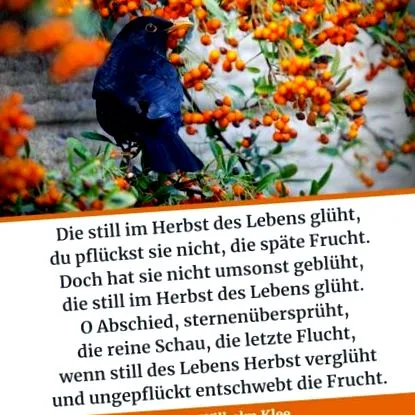 versek versek